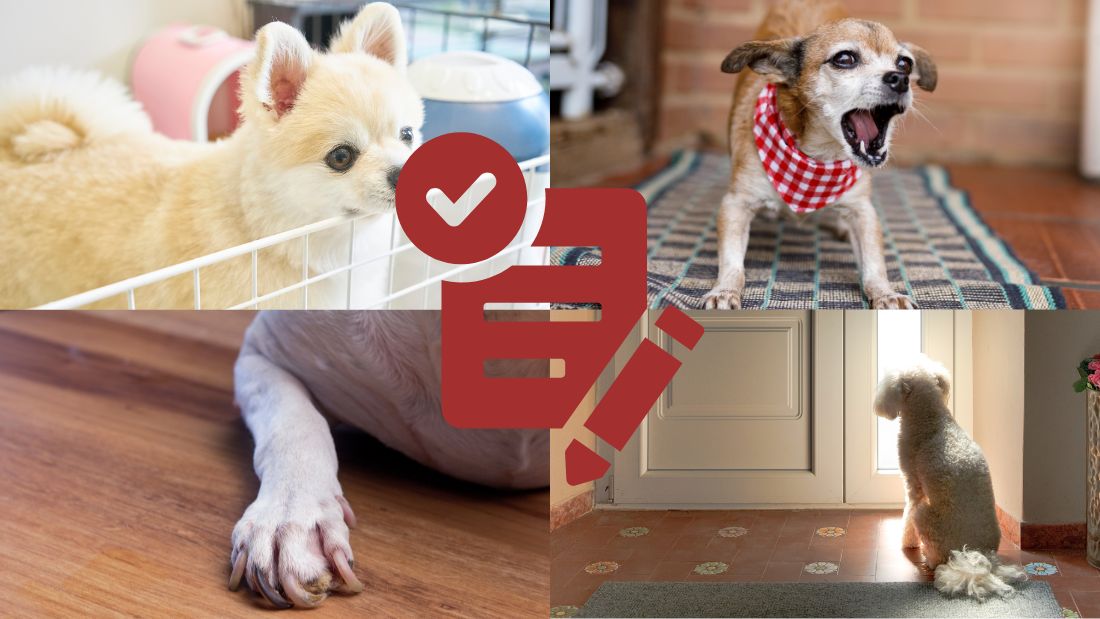 ペットとの暮らしで起きやすいストレスと住まいの課題