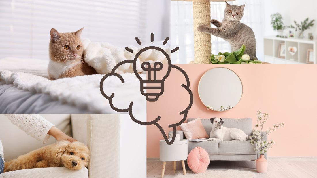 犬と猫が安心して過ごせる住まいに必要な考え方